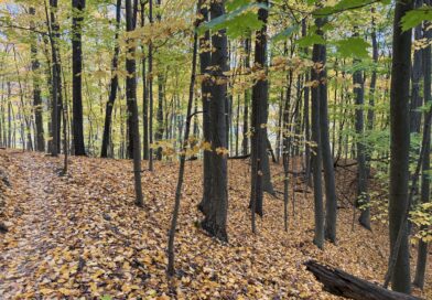 Want to help expand mountain bike access at Northampton Park?